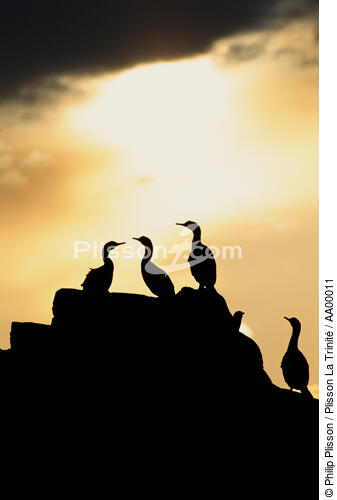 Cormorans sous une troueé de lumière (Sept-îles, Côtes d'Armor, 22) - © Philip Plisson / Plisson La Trinité / AA00011 - Nos reportages photos - Rocher