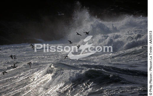 Mouettes jouant avec les vagues - © Philip Plisson / Plisson La Trinité / AA00013 - Photo Galleries - Sea