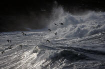 Mouettes jouant avec les vagues © Philip Plisson / Plisson La Trinité / AA00013 - Nos reportages photos - Reflet