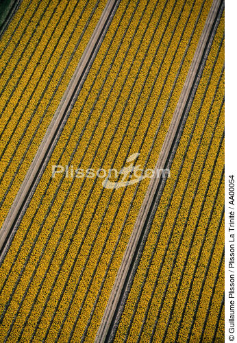 Champ de Tulipes à Audierne. - © Guillaume Plisson / Plisson La Trinité / AA00054 - Nos reportages photos - Vertical
