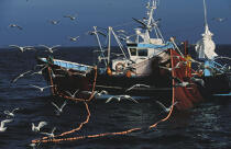 Pêche à la sardine. © Philip Plisson / Plisson La Trinité / AA00056 - Nos reportages photos - Chalutier