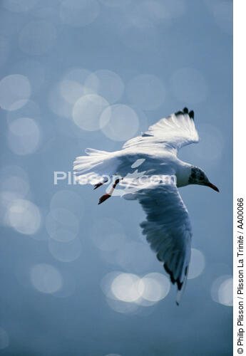 Mouette en vol - © Philip Plisson / Plisson La Trinité / AA00066 - Nos reportages photos - Environnement