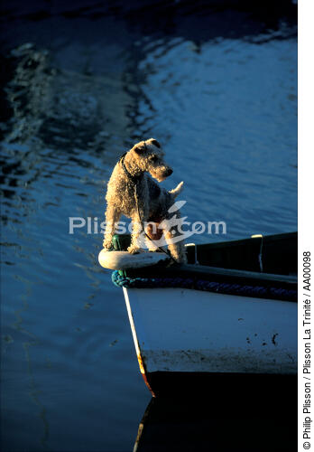 Chien à l'avant d'une barque. - © Philip Plisson / Plisson La Trinité / AA00098 - Nos reportages photos - Bretagne