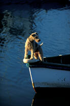 Chien à l'avant d'une barque. © Philip Plisson / Plisson La Trinité / AA00098 - Photo Galleries - Ground shot
