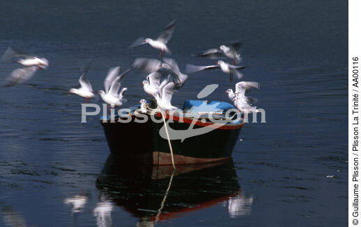 Mouettes sur une barque dans la rivière d'Etel. - © Guillaume Plisson / Plisson La Trinité / AA00116 - Nos reportages photos - Environnement