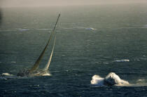 Fastnet © Philip Plisson / Plisson La Trinité / AA00149 - Photo Galleries - Racing