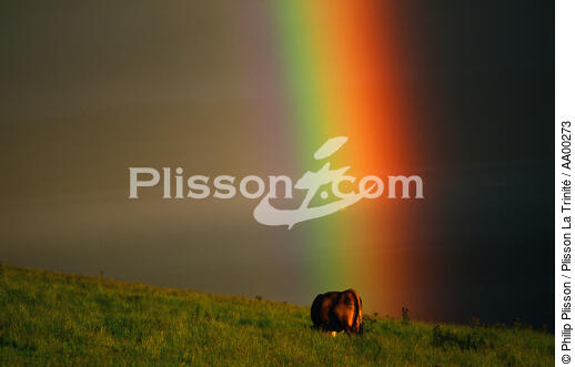 Vache écossaise sous un arc-en-ciel. - © Philip Plisson / Plisson La Trinité / AA00273 - Nos reportages photos - Vache