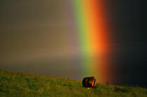 Vache écossaise sous un arc-en-ciel. © Philip Plisson / Plisson La Trinité / AA00273 - Photo Galleries - Rainbow
