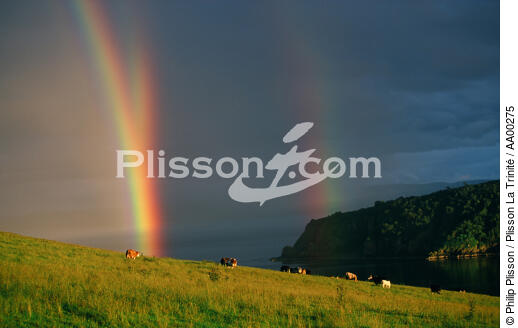Pâturages avec arcs-en ciel (Nigg Bay, Ecosse). - © Philip Plisson / Plisson La Trinité / AA00275 - Nos reportages photos - Horizontal