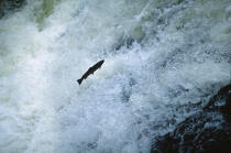 Saumon remontant une cascade en Ecosse. © Philip Plisson / Plisson La Trinité / AA00287 - Photo Galleries - Fauna and Flora