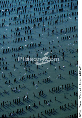 Mouettes survolant les parcs de moules à bouchots. - © Philip Plisson / Plisson La Trinité / AA00405 - Photo Galleries - Vertical