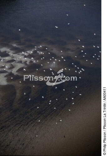 Nuage de mouettes à marée basse - © Philip Plisson / Plisson La Trinité / AA00411 - Nos reportages photos - Paysage littoral
