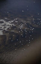 Nuage de mouettes à marée basse © Philip Plisson / Plisson La Trinité / AA00411 - Photo Galleries - Vertical