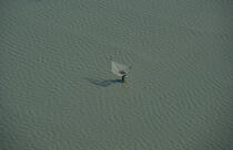 Homme portant un carrelet sur fond de plage, © Philip Plisson / Plisson La Trinité / AA00416 - Nos reportages photos - Vue aérienne