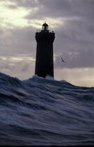 Tapi derrière un rocher, face au phare du Four, j'ai vu déferler cette vague de 15 mètre de haut dont le fou de Bassan semblait se griser. © Philip Plisson / Plisson La Trinité / AA00427 - Photo Galleries - French Lighthouses