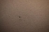 Cormoran en vol libre. © Philip Plisson / Plisson La Trinité / AA00428 - Nos reportages photos - Environnement