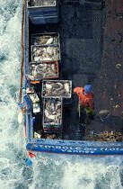 Pecheur de morgates . © Philip Plisson / Plisson La Trinité / AA00444 - Photo Galleries - Professional fisherman