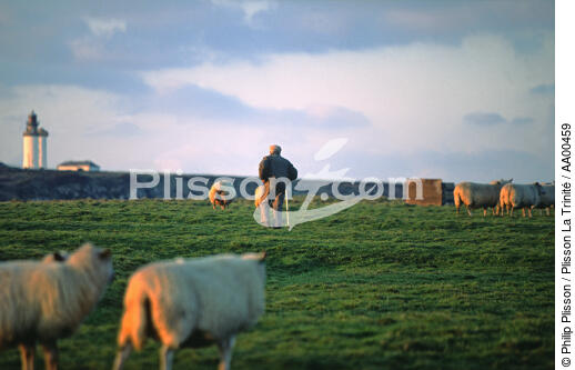 Les moutons s'abritent du vent derrière les "Gwaskedous"(île de Ouessant, Finistère, 29) - © Philip Plisson / Plisson La Trinité / AA00459 - Nos reportages photos - Phare