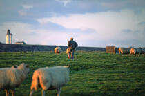 Les moutons s'abritent du vent derrière les "Gwaskedous"(île de Ouessant, Finistère, 29) © Philip Plisson / Plisson La Trinité / AA00459 - Photo Galleries - Lighthouse