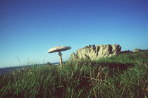 Un champignon typique de l'île, la Coulmelle ( île de Ouessant, Finistère, 29). © Philip Plisson / Plisson La Trinité / AA00460 - Nos reportages photos - Environnement