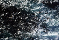 Goëland au dessus de la mer. © Philip Plisson / Plisson La Trinité / AA00913 - Photo Galleries - Aerial shot