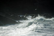 Mouette au dessus des vagues. © Philip Plisson / Plisson La Trinité / AA00918 - Photo Galleries - Fauna