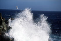 Mouette près d'une vague. © Philip Plisson / Plisson La Trinité / AA00923 - Nos reportages photos - Mouette