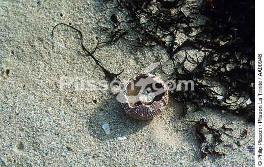 Coquillage et algues sur le sable - © Philip Plisson / Plisson La Trinité / AA00948 - Photo Galleries - Mollusk