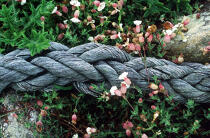 macro sur un cordage. © Philip Plisson / Plisson La Trinité / AA00953 - Photo Galleries - Ropes and rigging
