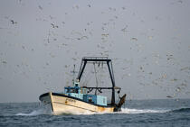 Petite pêche. © Philip Plisson / Plisson La Trinité / AA01032 - Photo Galleries - Gull [small]