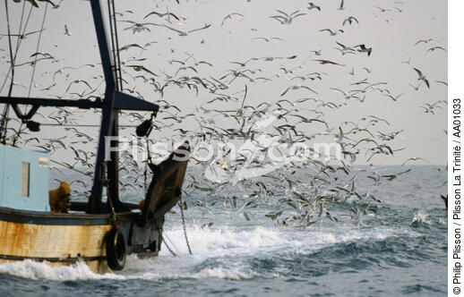 Marée d'oiseaux près d'un bateau de pêche. - © Philip Plisson / Plisson La Trinité / AA01033 - Nos reportages photos - Pêche
