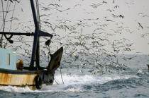 Marée d'oiseaux près d'un bateau de pêche. © Philip Plisson / Plisson La Trinité / AA01033 - Nos reportages photos - Vue non aérienne