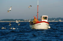 Oiseaux marins autour d'un caseyeur . © Philip Plisson / Plisson La Trinité / AA01037 - Photo Galleries - Gull [small]