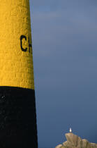 Mouette près d'une balise. © Philip Plisson / Plisson La Trinité / AA01101 - Nos reportages photos - Ciel bleu