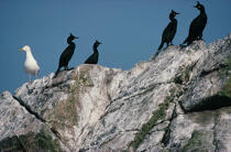 Goëland et cormorans sur les Sept îles. © Philip Plisson / Plisson La Trinité / AA01105 - Nos reportages photos - Paysage littoral