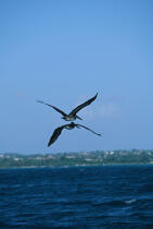 Pélicans en plein vol aux Antilles. © Guillaume Plisson / Plisson La Trinité / AA01107 - Nos reportages photos - Paysage littoral