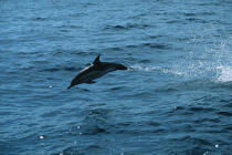 Un dauphin "jaillit" hors de l'eau. © Philip Plisson / Plisson La Trinité / AA01109 - Nos reportages photos - Mammifère marin