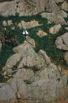 Goëlands dans une falaise. © Philip Plisson / Plisson La Trinité / AA01110 - Photo Galleries - Cliff