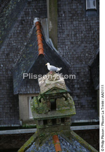 Mouette sur une cheminée de Saint-Malo - © Philip Plisson / Plisson La Trinité / AA01111 - Nos reportages photos - Maison