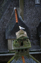 Mouette sur une cheminée de Saint-Malo © Philip Plisson / Plisson La Trinité / AA01111 - Nos reportages photos - Ille-et-Vilaine