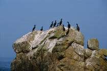 cormorans sur un rocher aux Sept îles. © Philip Plisson / Plisson La Trinité / AA01114 - Photo Galleries - Brittany