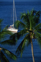 Bateau au mouillage aux Antilles. © Philip Plisson / Plisson La Trinité / AA01242 - Photo Galleries - Palm tree