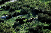 Chevaux dans le Parc Naturel de Grande Brière. © Philip Plisson / Plisson La Trinité / AA01357 - Photo Galleries - Horse
