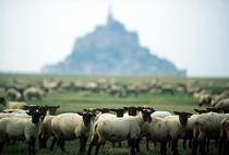 Mont-Saint-Michel en arrière plan de moutons. © Philip Plisson / Plisson La Trinité / AA01421 - Photo Galleries - Field