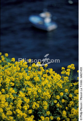 Fleurs au Cap Sizun. - © Philip Plisson / Plisson La Trinité / AA01433 - Nos reportages photos - Finistère