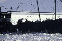 Pêche côtière en Ecosse. © Philip Plisson / Plisson La Trinité / AA01481 - Photo Galleries - Fisherman