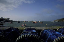 Le port du Conquet. © Philip Plisson / Plisson La Trinité / AA01656 - Photo Galleries - Ground shot
