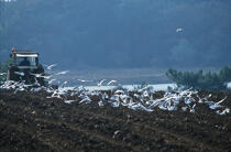 Mouettes dans un champ à Etel. © Guillaume Plisson / Plisson La Trinité / AA01851 - Photo Galleries - Gull [small]