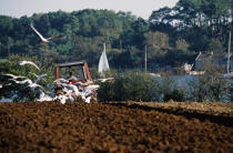 Un champ d'Etel. © Philip Plisson / Plisson La Trinité / AA01852 - Photo Galleries - Gull [small]