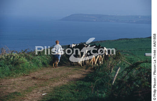 Agricultrice et ses vaches au Cap Sizun. - © Philip Plisson / Plisson La Trinité / AA01858 - Nos reportages photos - Elevage